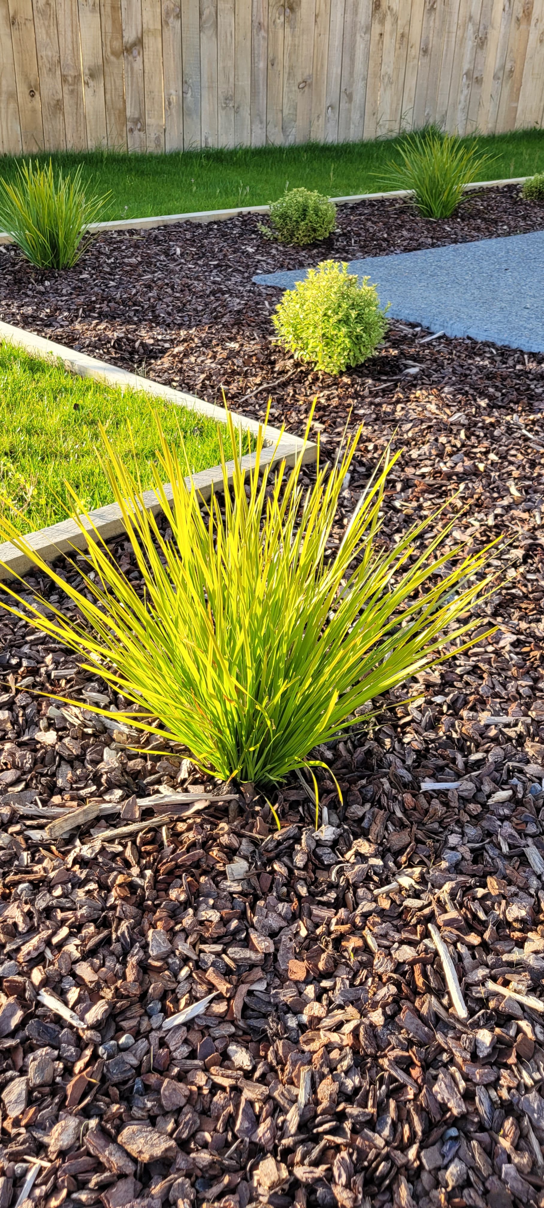 Native ornamental grasses in a bark-mulch border with timber sleeper edging in Wellington