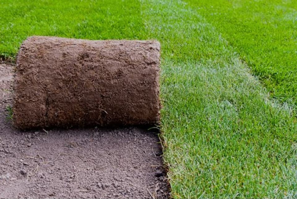 Ready lawn turf roll on prepared ground beside a freshly laid lawn in Wellington